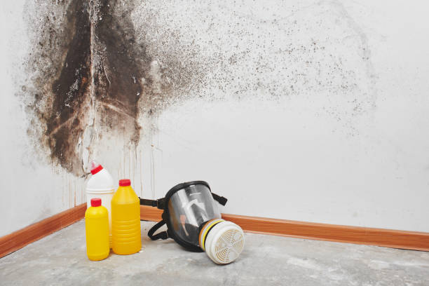 Best Mold Damage Repair  in Scottsdale, AZ