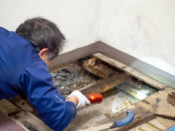 Mold Removal Process in Scottsdale, AZ
