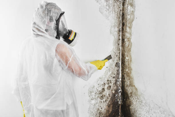 Best Mold Testing and Removal  in Scottsdale, AZ