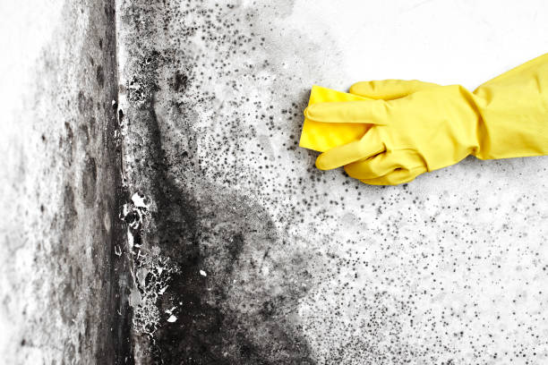 Best Black Mold Removal  in Scottsdale, AZ