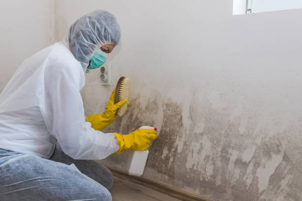 Best Toxic Mold Removal  in Scottsdale, AZ