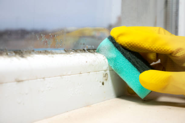 Best Certified Mold Removal  in Scottsdale, AZ