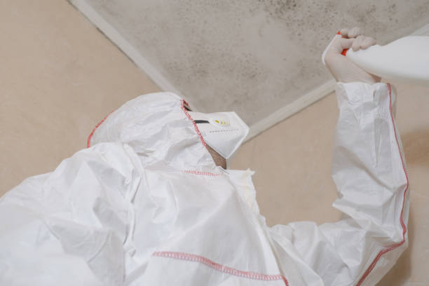 Best Same-Day Mold Removal  in Scottsdale, AZ