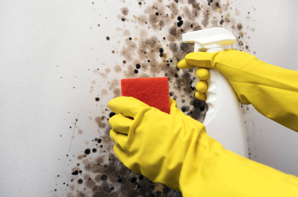 Best Commercial Mold Removal  in Scottsdale, AZ