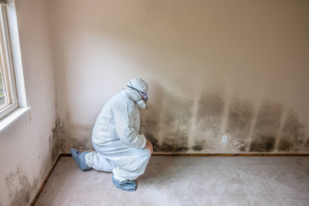 Best Black Mold Removal  in Scottsdale, AZ