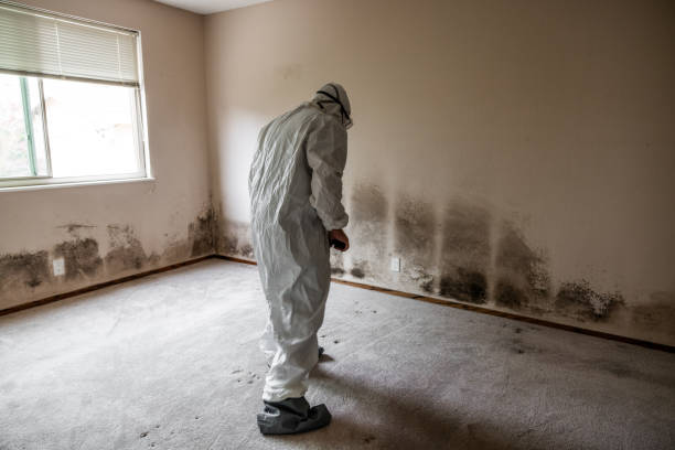 Trusted Scottsdale, AZ Mold Removal Experts