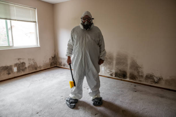 Best Same-Day Mold Removal  in Scottsdale, AZ