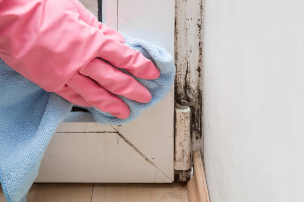 Best Office Mold Removal Services  in Scottsdale, AZ