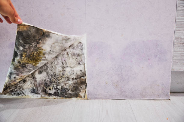 Best Fast Mold Removal  in Scottsdale, AZ